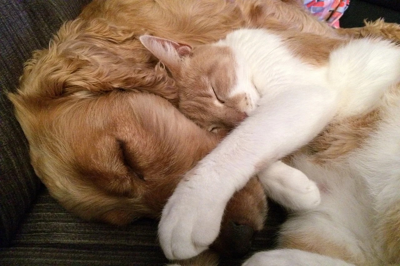 servizi veterinari